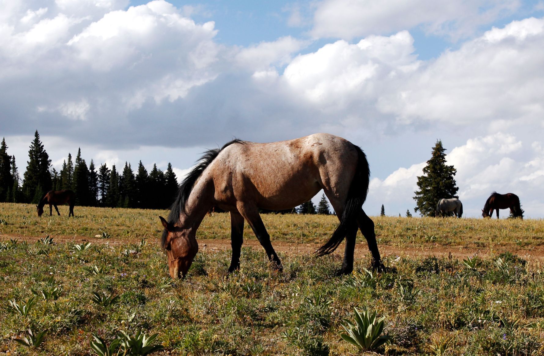 Horses grazing